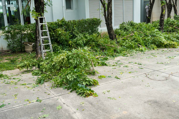 The Steps Involved in Our Tree Care Process in Little Rock, AR